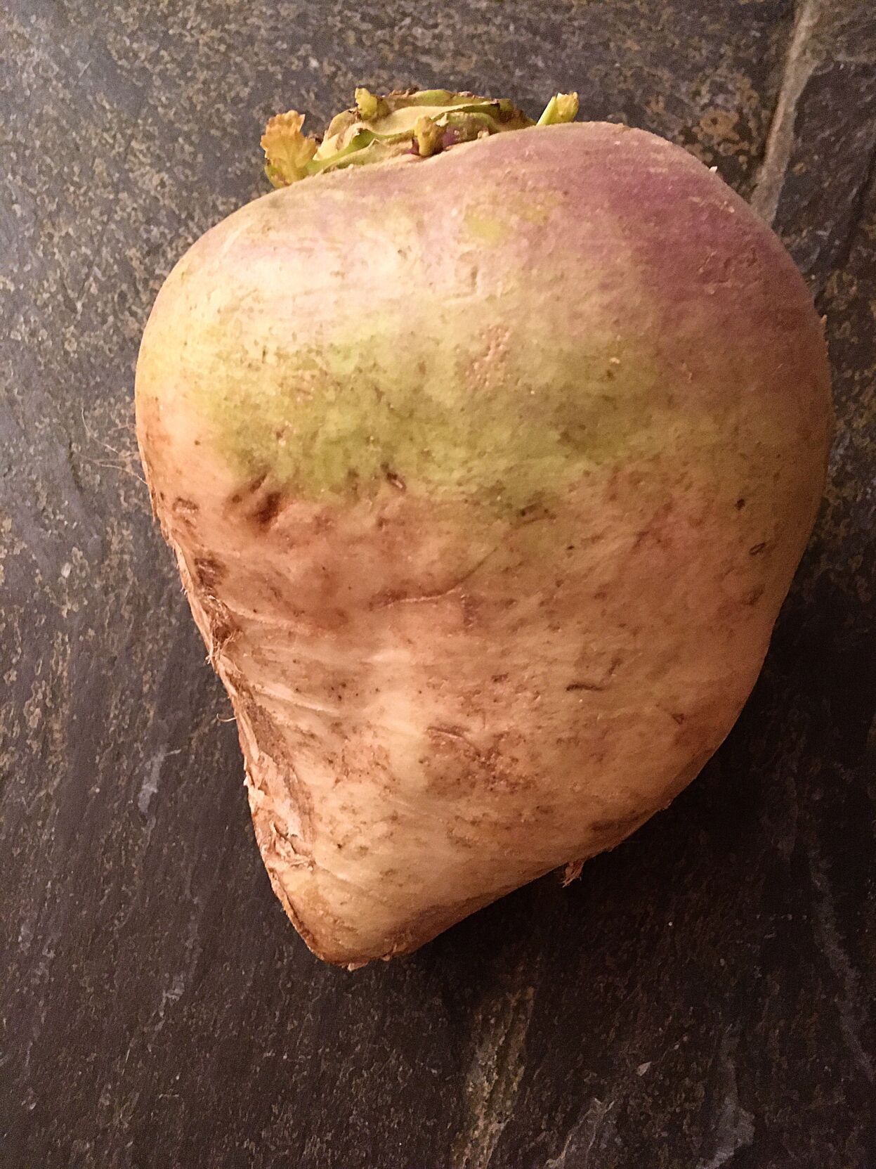 CAPE COD TURNIP